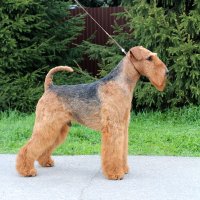 TIERRA DE MIGUEL Y NO SETU  - TIERRA DE MIGUEL Y NO SETUTop Airedale terrier-2025; Junior International Champion; Junior Champion of National Airedale Terrier Club, Russia, Belarus, Georgia, Armenia, CIS, RKF; Junior Absolute Eurasian Winner-2023; International Champion; Champion of Russia, Georgia, Armenia, RKF, 2*CIS Winner, Absolute Eurasian Winner-2025; Russian&amp;amp;Chezh&amp;amp;Belarus Winner-2025, BOS on BRD`25,26; 9*BIS-I, 3*BIS-II, 6*BIS-III, BIS-IV, 25*BIG-I, 7*BIG-II, 2*BIG-III, BIG-IV; HD-A, ED-0, DNA profil.Рожд. 21.12.2022(о. Tierra Diego Y Coyoacan &amp;amp; м. Glenroyal Tierra Mia)Владелец: Михеева Надежда (г. Москва)